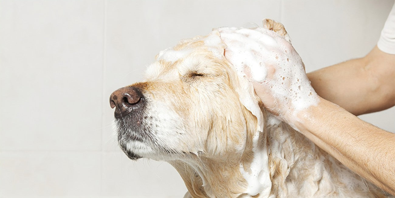 ARTICULOS DE BAÑO  PARA MASCOTAS